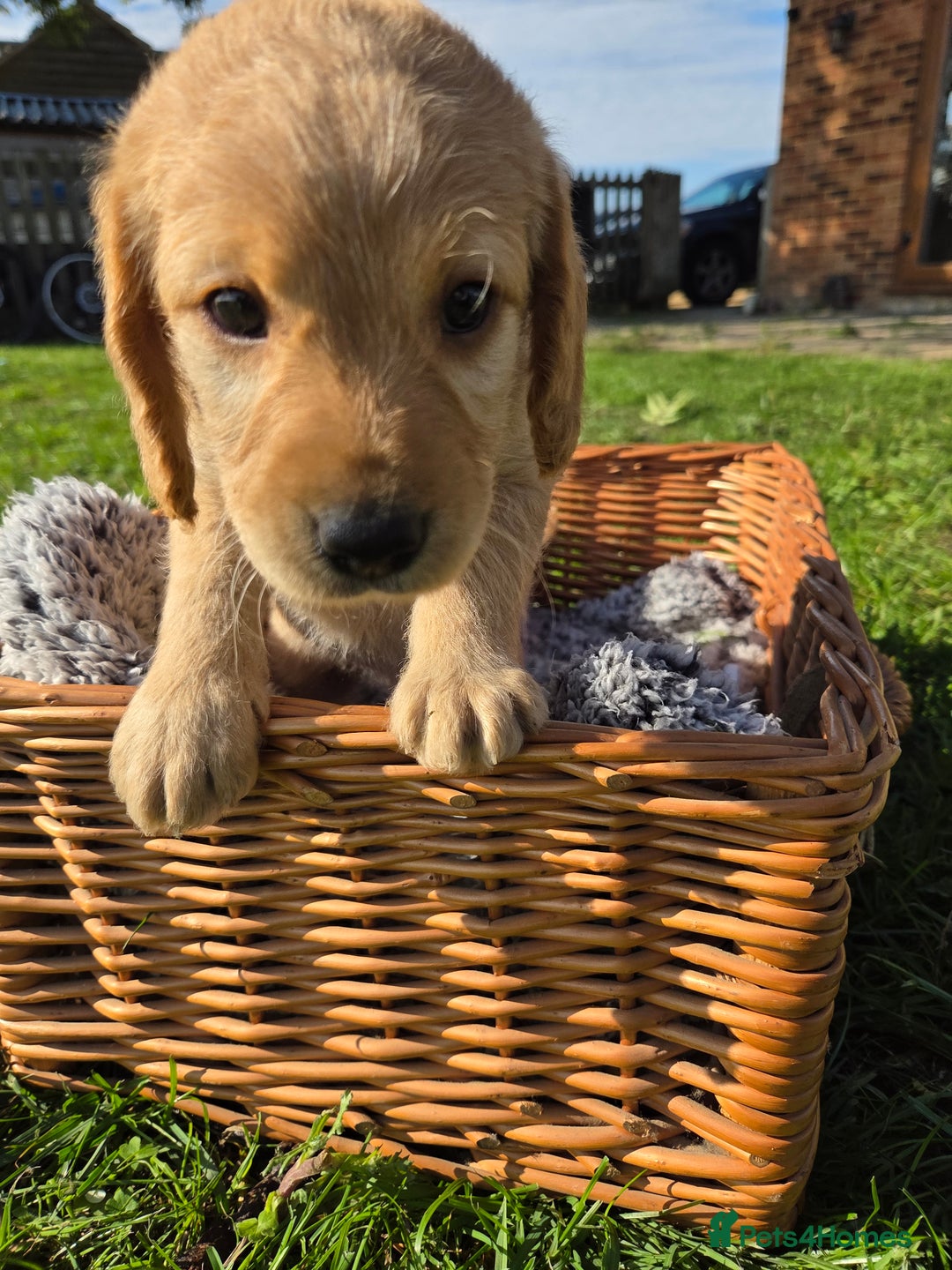 Labradoodle dogs for sale: 7 Miniture labradoodles  - Image 7