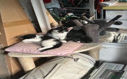 Mixed Breed cats for sale: Three kittens  - Image 2