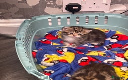 Mixed Breed cats for sale: 3 beautiful tabbys - Image 5