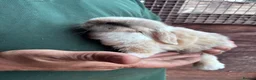 Mini Lop rabbits for sale: 4 beautiful bunnies for sale  - Advert 13