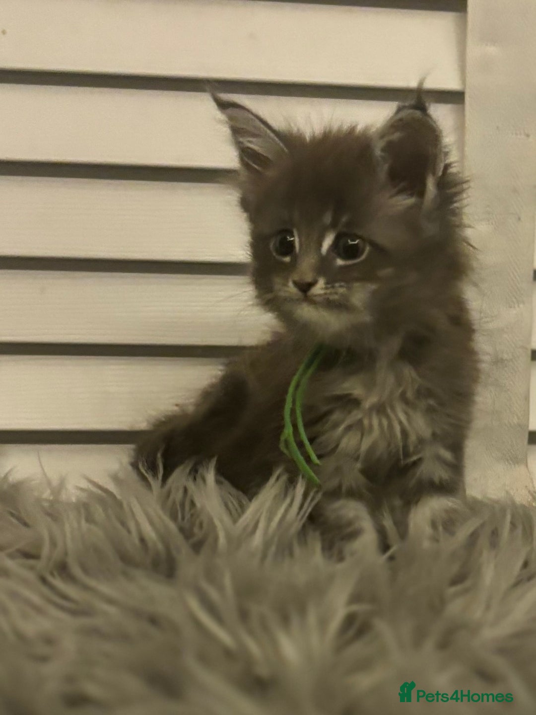 Maine Coon cats for sale: GCCF-Registered Maine Coon Kittens - Advert 16