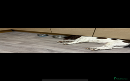 English Springer Spaniel dogs for sale: English Springer spaniel  - Image 4