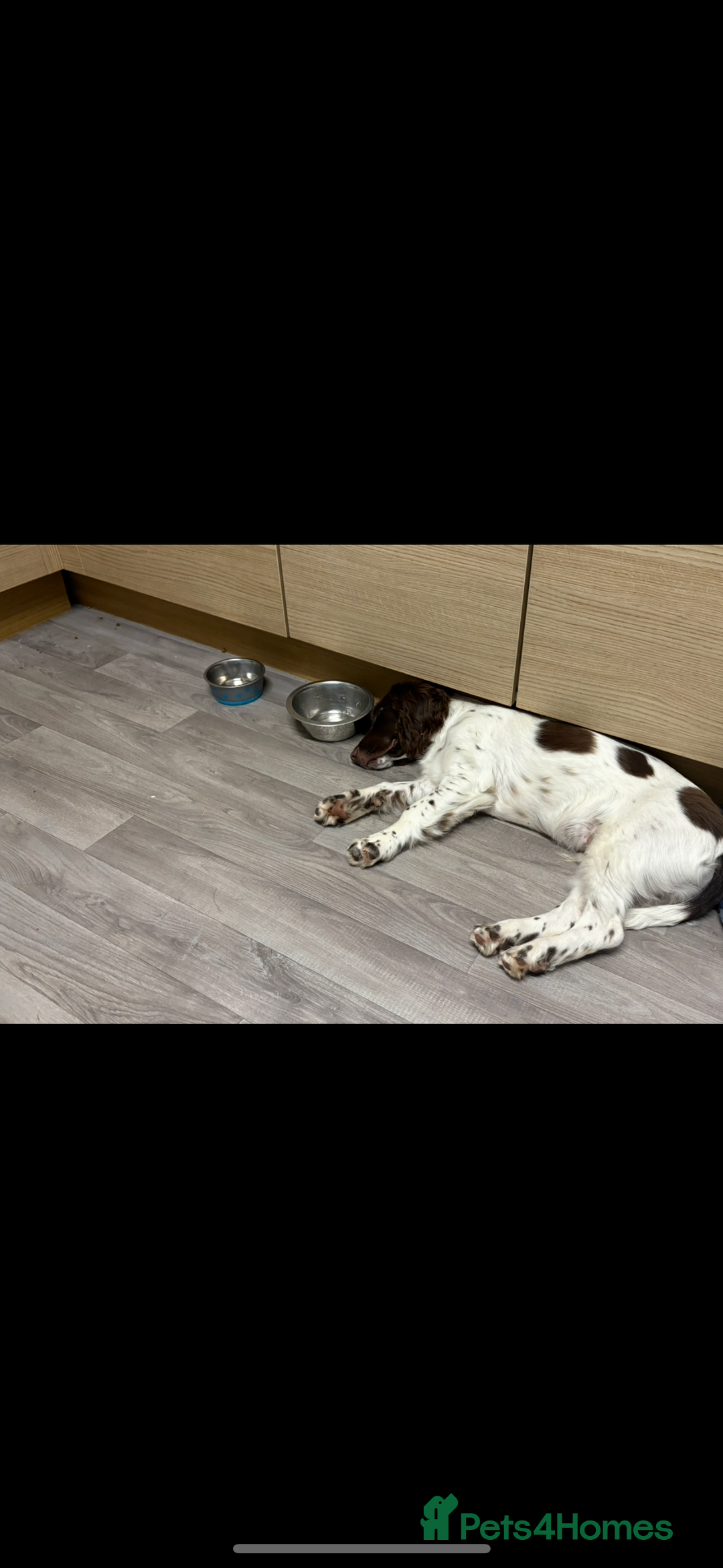 English Springer Spaniel dogs for sale: English Springer spaniel  - Image 4