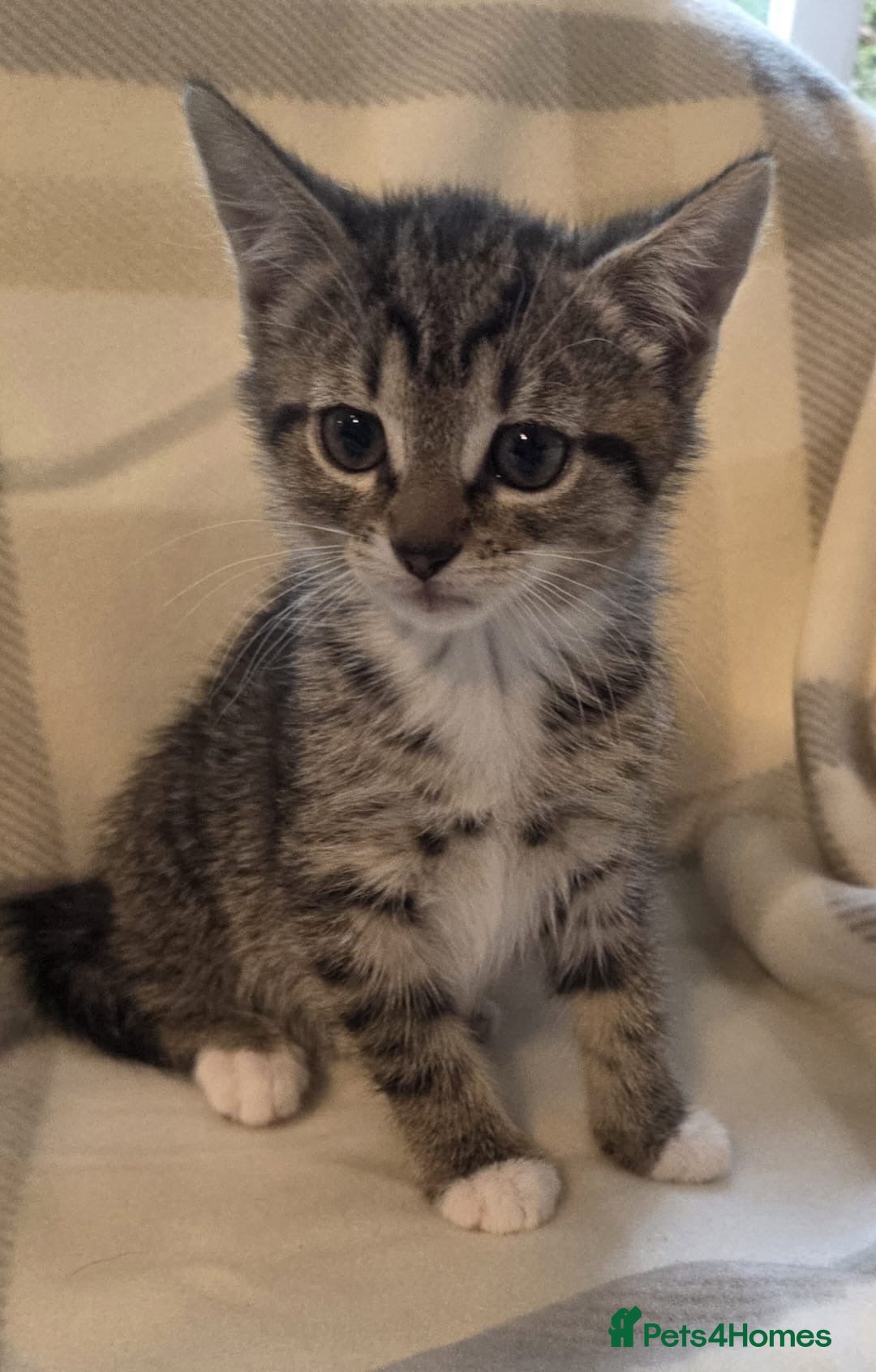 Mixed Breed cats BEAUTIFUL KITTENS - Advert 14
