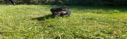 German Shepherd dogs for sale: Quality Litter of GSD (All has now been reserved) - Advert 18