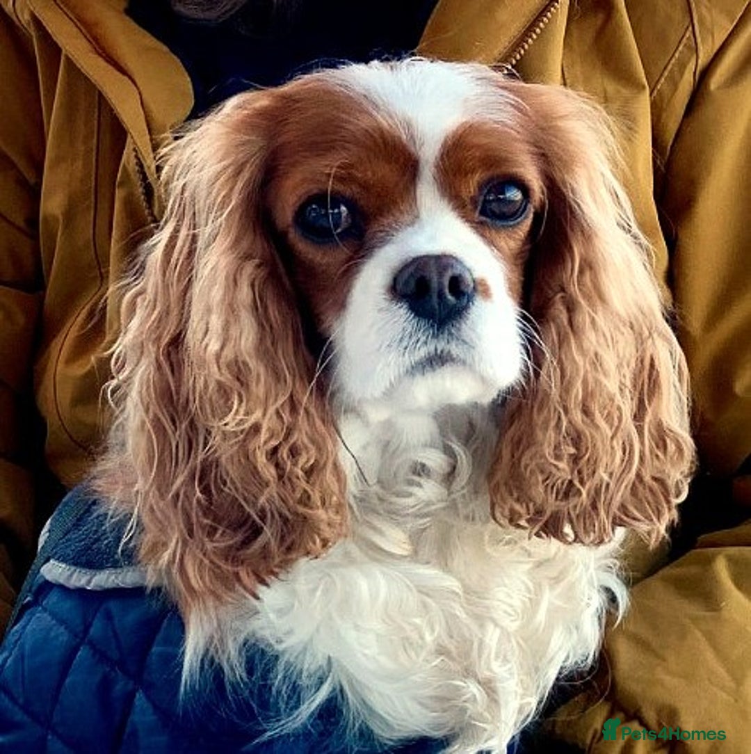 Cavapoo dogs for sale: 🌟Rare F1b Reverse Cavapoo(3/4 Cavalier1/4 Poodle) - Image 10