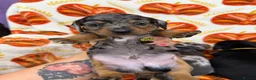 Miniature Dachshund dogs for sale: 4 adorable miniature dachshund boys available  - Advert 8