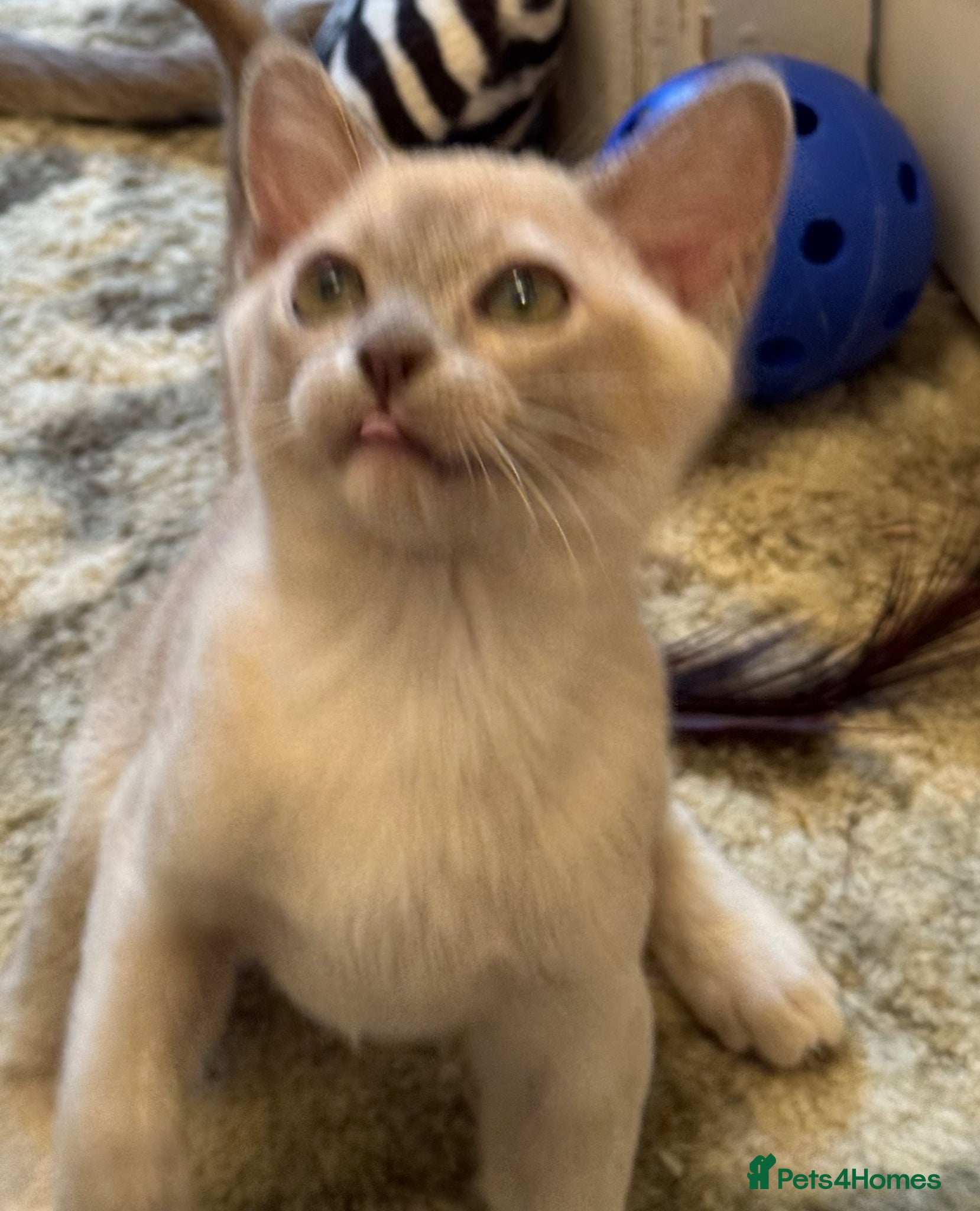 Burmese cats for sale: Adorable Burmese Kittens - Advert 1