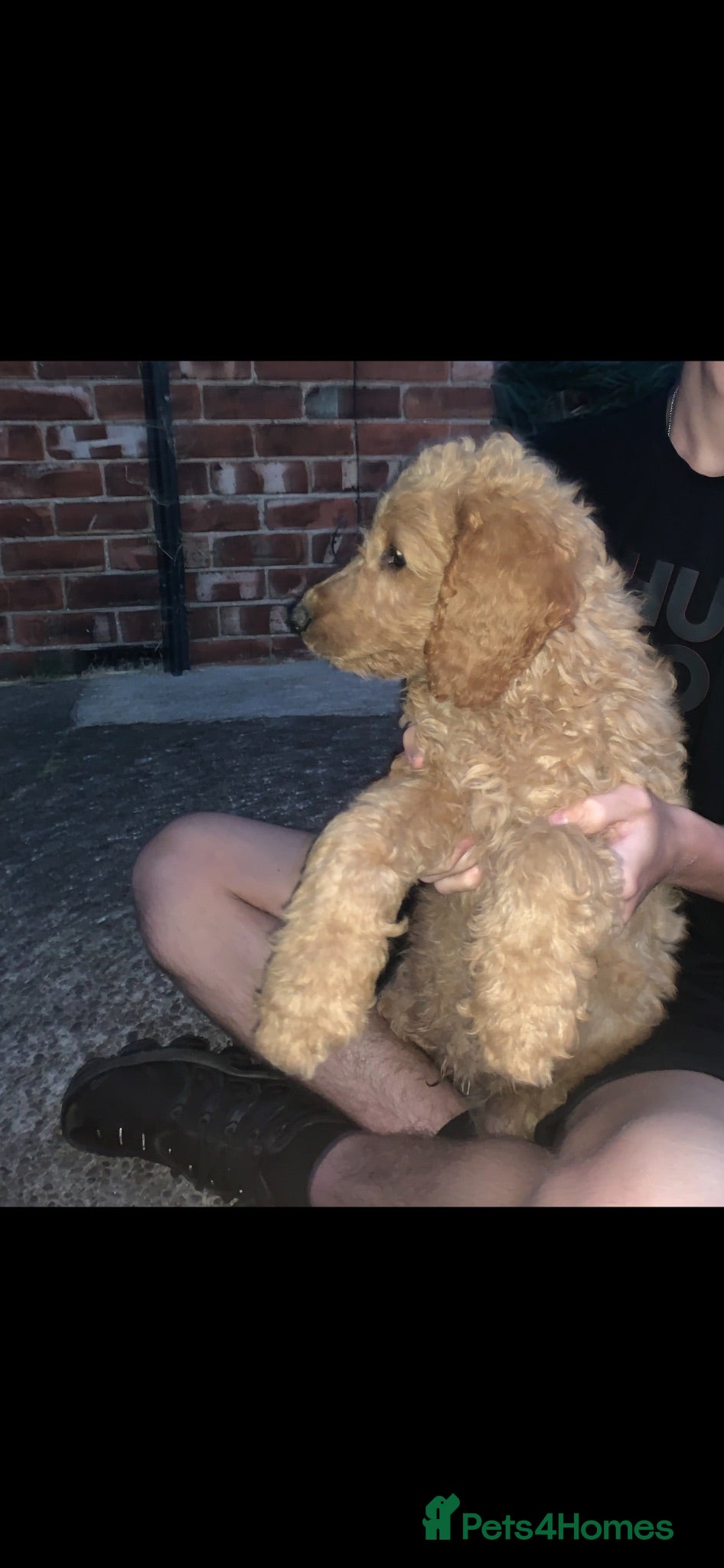 Mini Goldendoodle dogs Goldendoodle puppies  - Advert 2