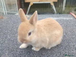 Netherland Dwarf rabbits Netherland dwarfs young adults - Advert 22