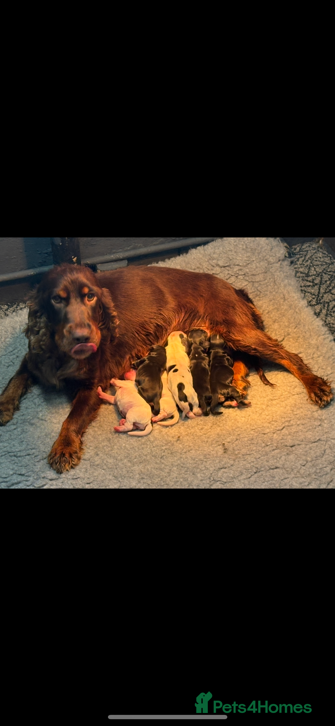 Cocker Spaniel dogs for sale: Health tested cocker spaniel pups  - Image 13