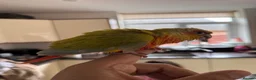 Conures birds for sale: Conure Hand Reared Babies Looking for new perches - Advert 3