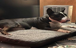 English Bull Terrier dogs for sale: Male english bull terrier  - Image 1
