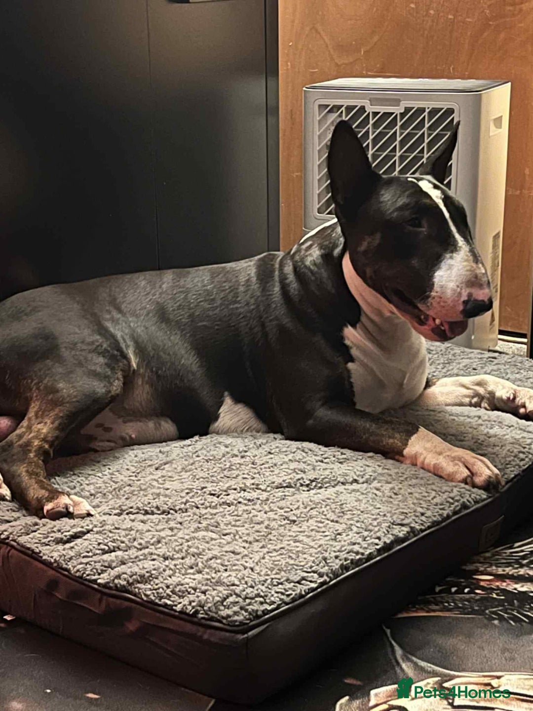 English Bull Terrier dogs for sale: Male english bull terrier  - Image 1