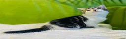 Mixed Breed cats for sale: Kittens for sale ,mixed breed, wonderful behaviour - Advert 34