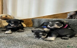 Miniature Schnauzer dogs for sale: Miniature Schnauzer Puppies KC/BVA/MAC Tested - Image 6