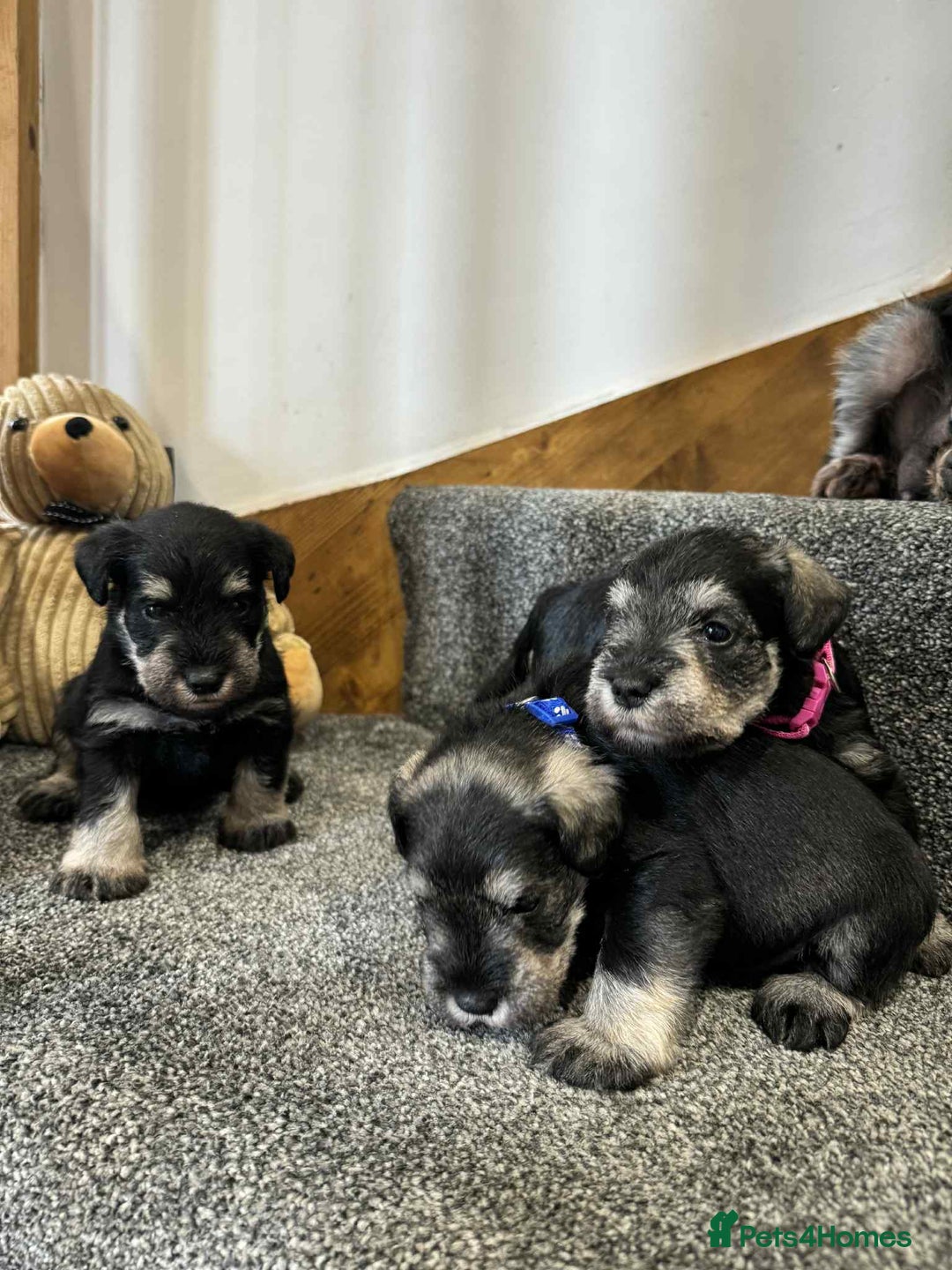 Miniature Schnauzer dogs for sale: Miniature Schnauzer Puppies KC/BVA/MAC Tested - Image 6