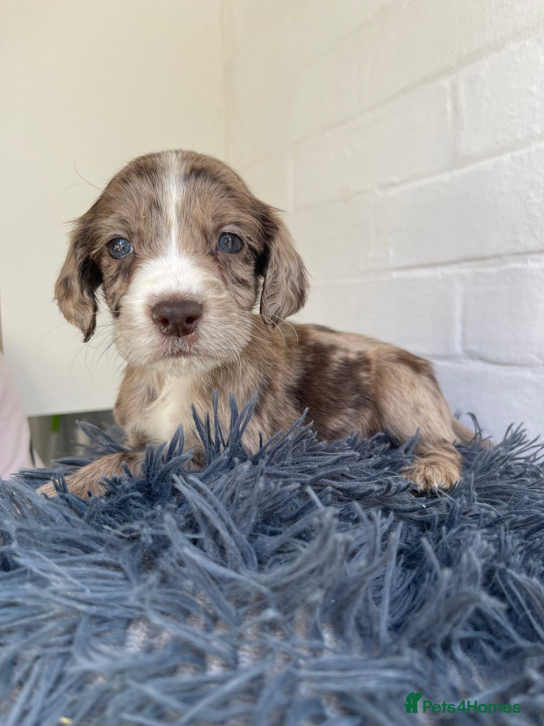 Cockapoo dogs for sale: Adorable Cockerpoo Puppies Ready - Image 4