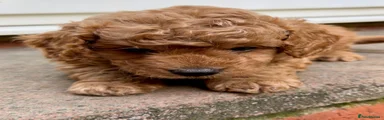 Cavapoo 3