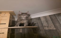 Maine Coon cats for sale: Maine Coon kittens avaliable - Image 26