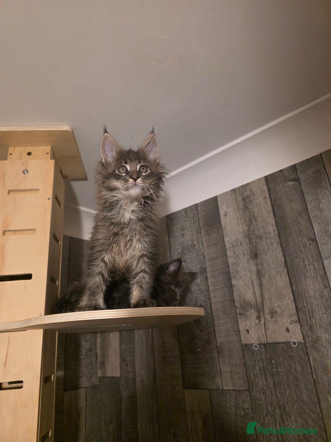 Maine Coon cats for sale: Maine Coon kittens avaliable - Image 26