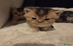 Scottish Fold cats for sale: Scottish folds - Image 20