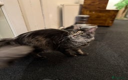 Maine Coon cats for sale: MainCoon For Sale - Image 10
