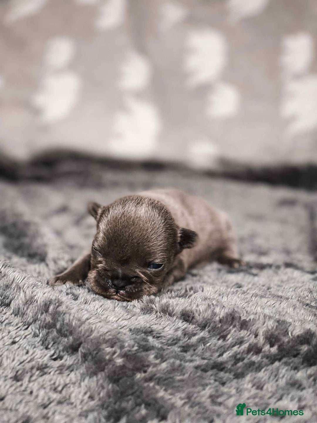 French Bulldog dogs for sale: French Bulldogs - Image 14