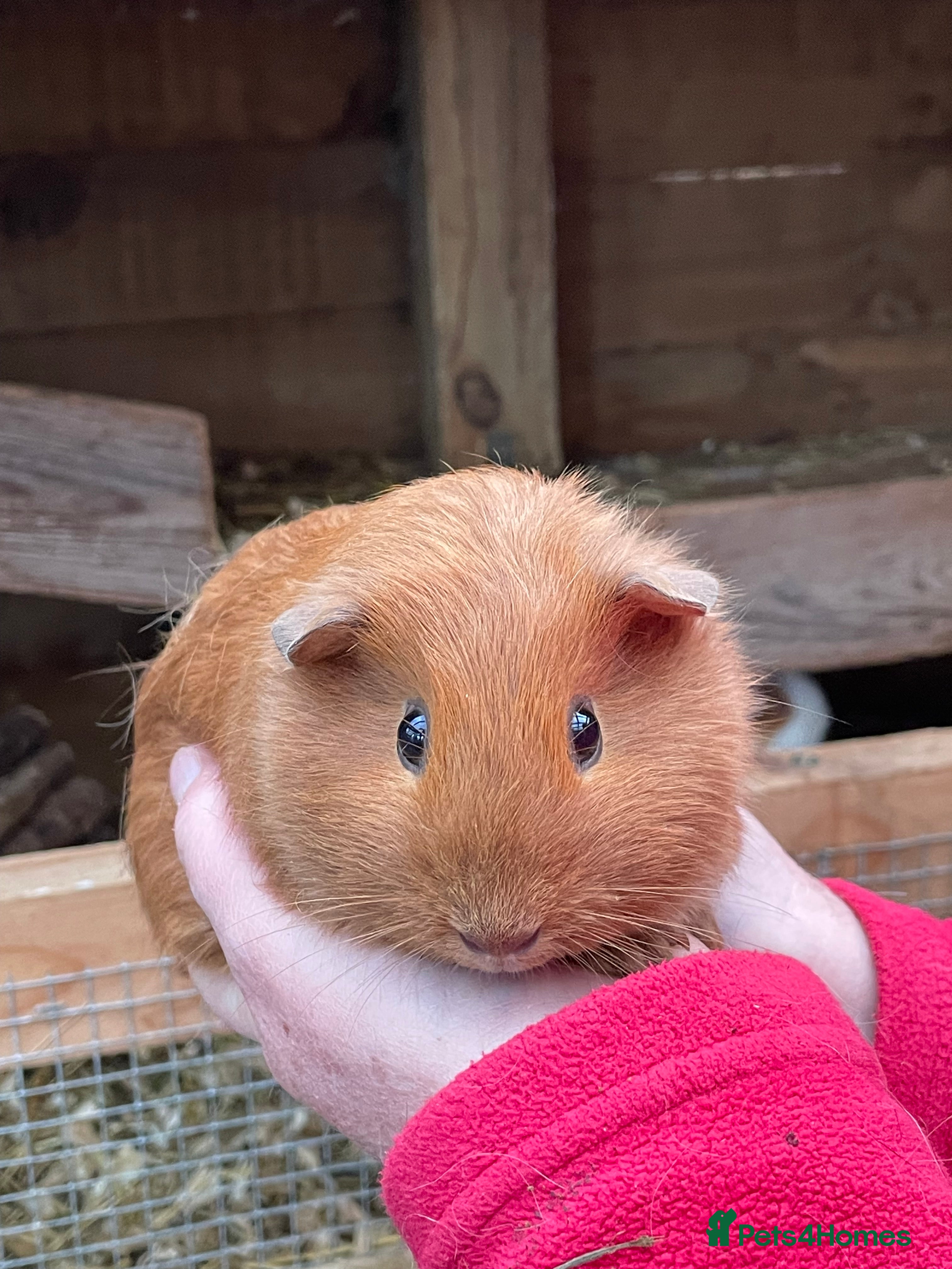 Guinea Pig rodents BABY GIRL GUINEA PIGS - Advert 18