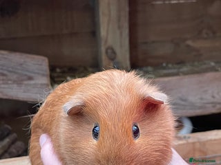 Guinea Pig rodents BABY GIRL GUINEA PIGS - Advert 18