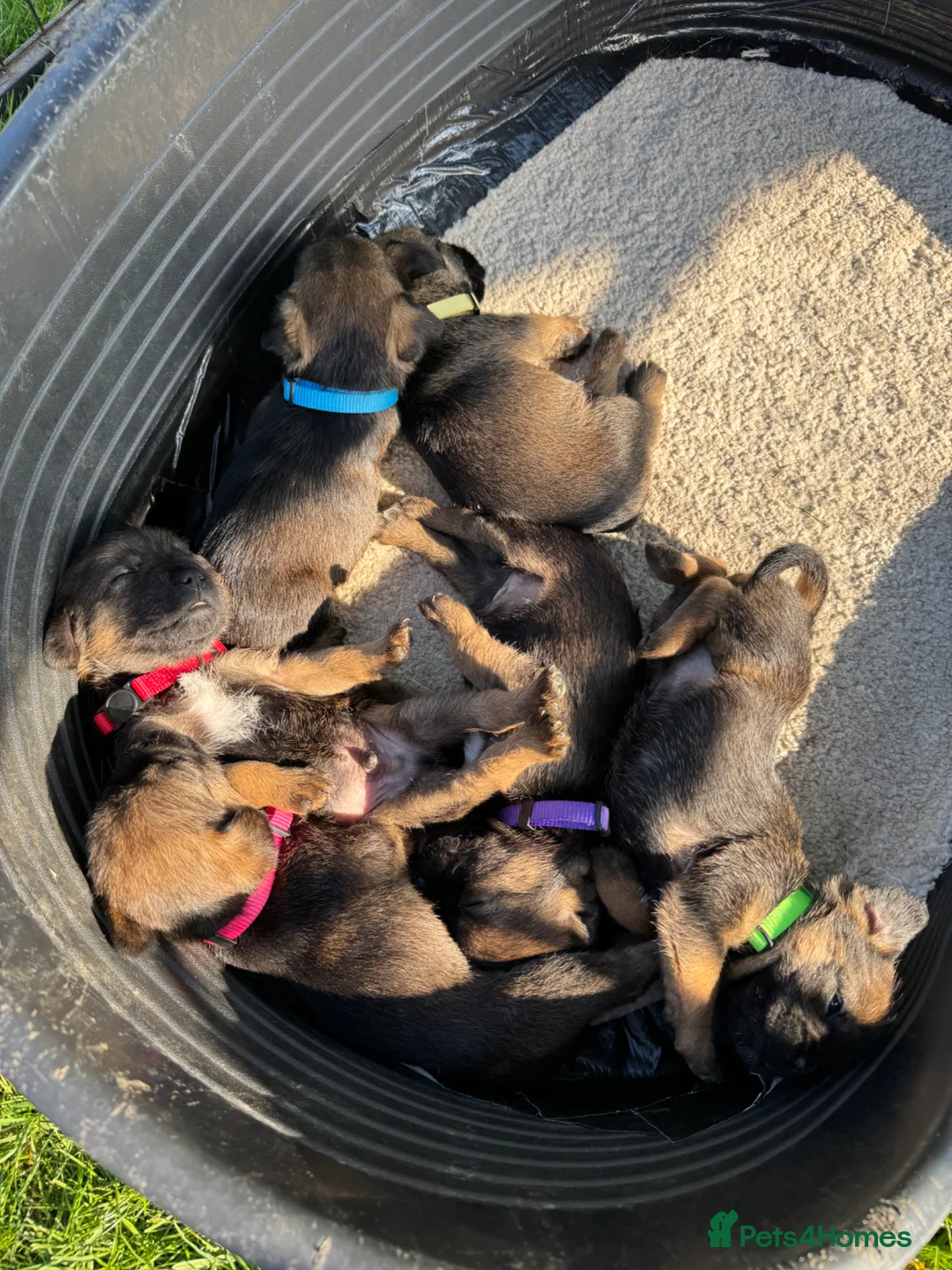 Border Terrier dogs for sale: Beautiful Borders - Advert 2