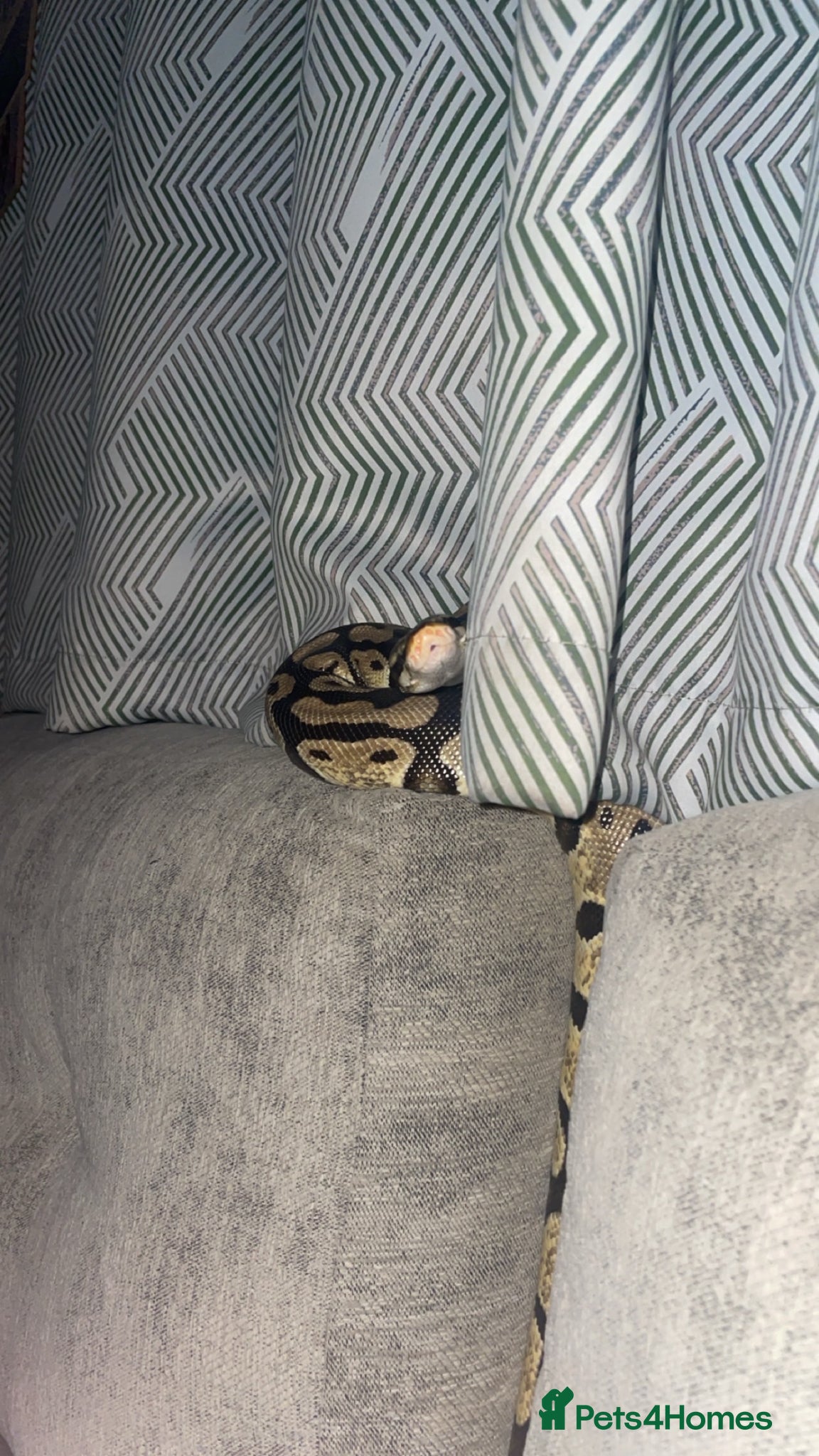 Python Snake reptiles for sale: 2 snakes (corn + royal python)  - Advert 2