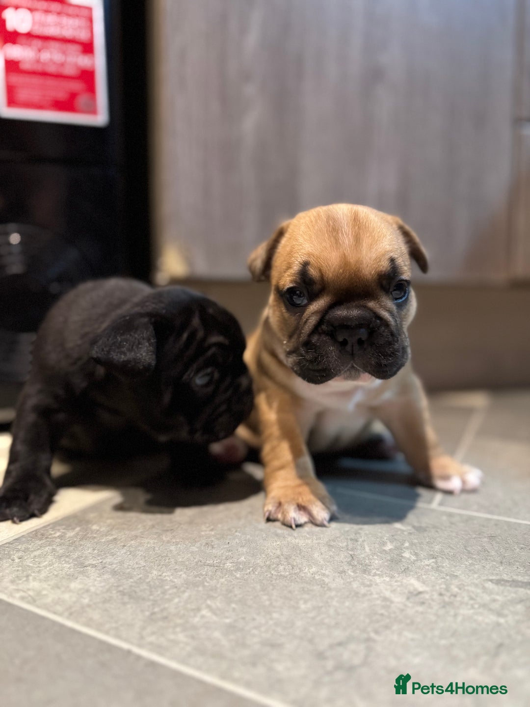 French Bulldog dogs for sale:  AMAZING PUPS  - Advert 20
