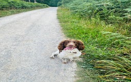 English Springer Spaniel dogs for stud: English springer spaniel to stud. - Image 5