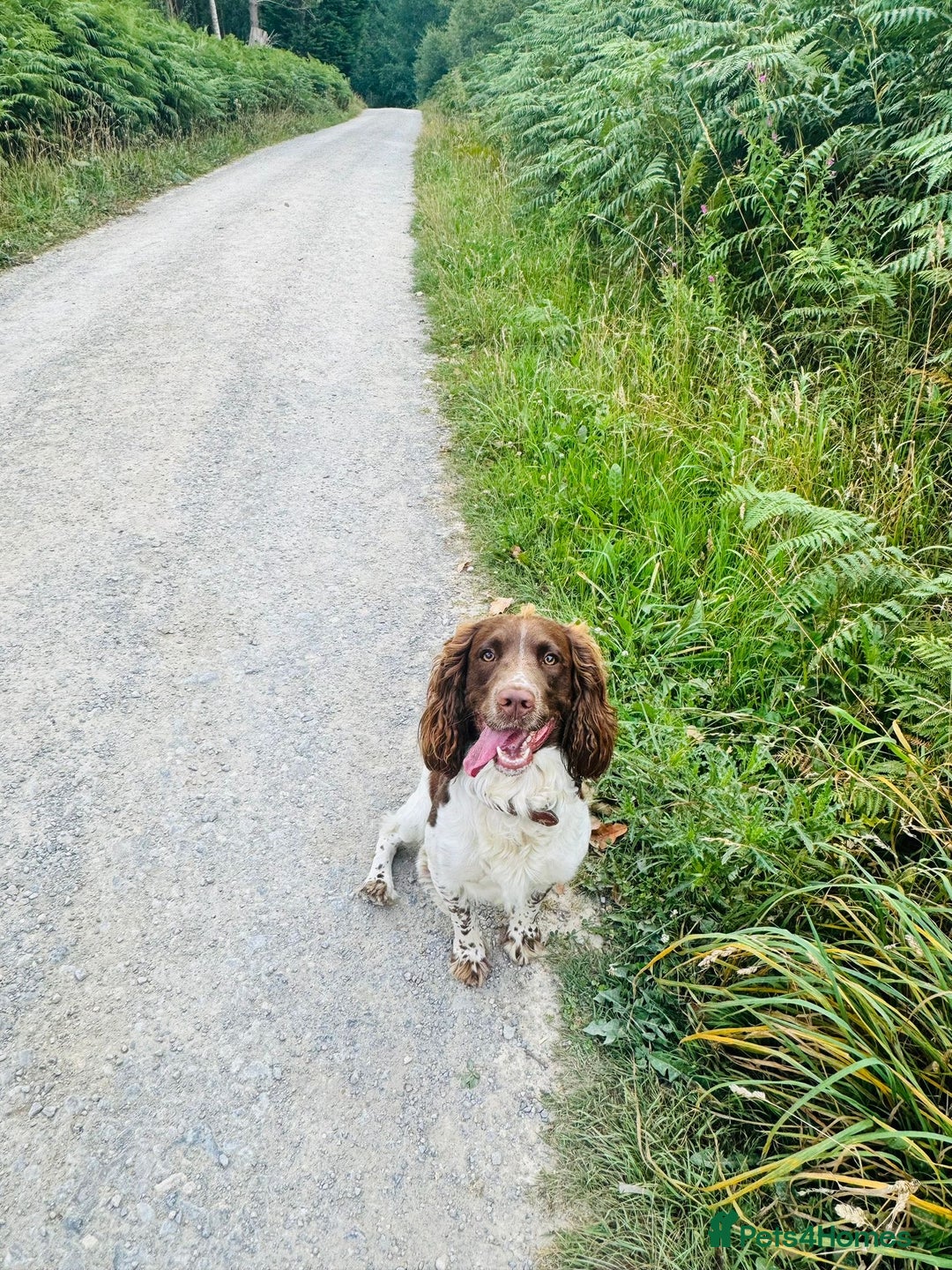 English Springer Spaniel dogs for stud: English springer spaniel to stud. - Image 5