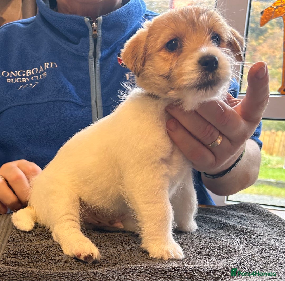 Jack Russell dogs for sale: Pedigree Jack Russell Terriers - Image 29