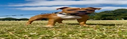 Staffordshire Bull Terrier dogs for sale: Hank. - Advert 12