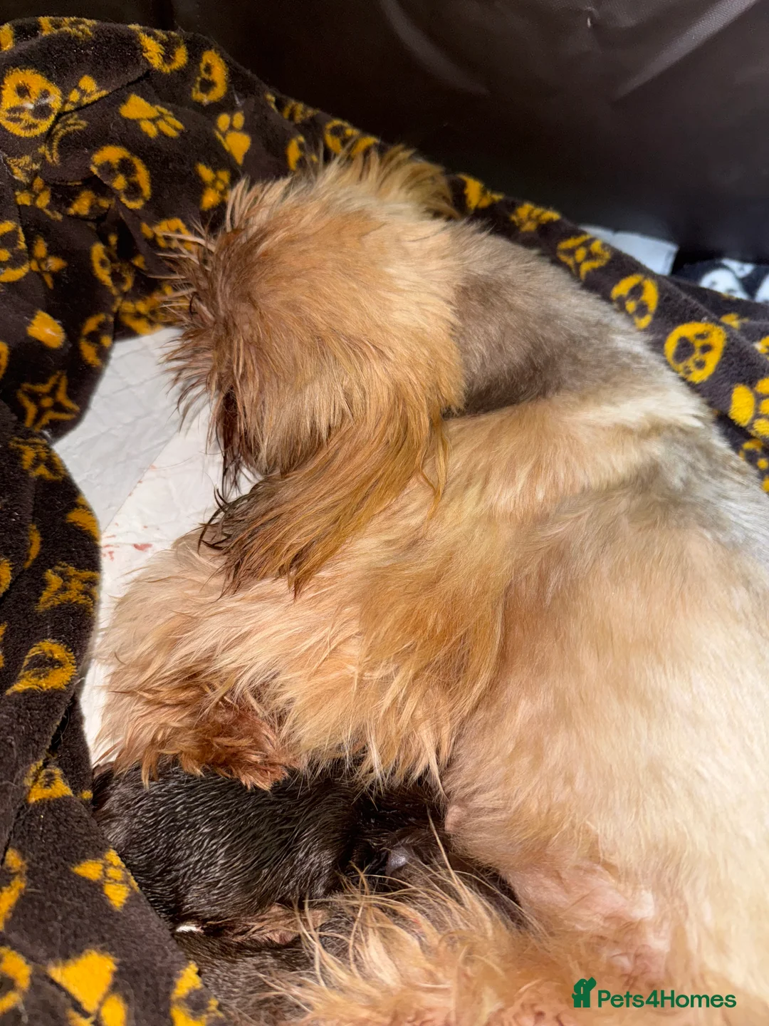 Shih Tzu dogs for sale: Last imperial shihtzu boy 🐻 real life teddy bear  - Advert 8