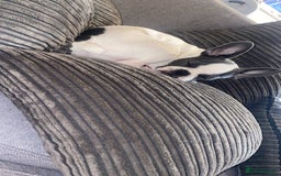 Mixed Breed dogs for sale: Boston terrier - Image 1