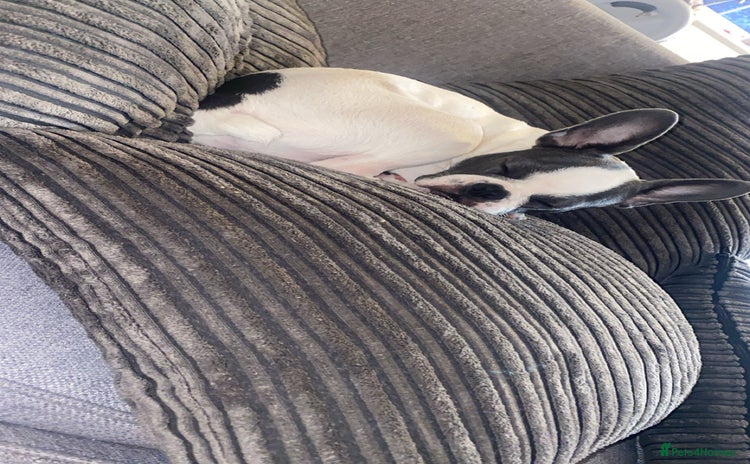 Mixed Breed dogs for sale - Advert 1