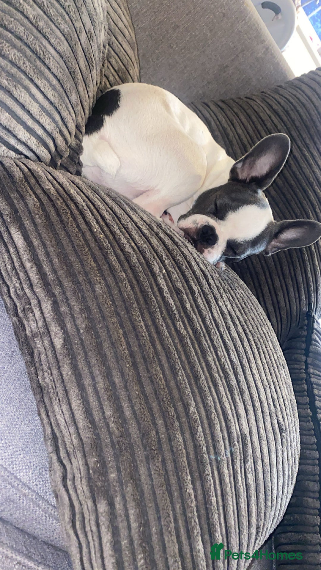 Mixed Breed dogs for sale: Boston terrier - Image 1