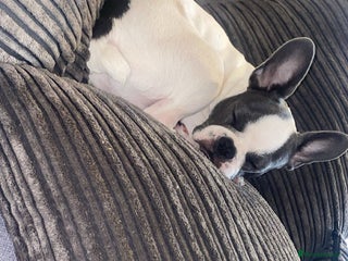 Mixed Breed dogs - Advert 10