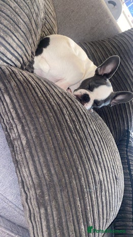 Mixed Breed dogs - Advert 11