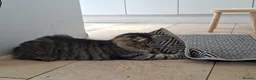 Mixed Breed cats for sale: Beautiful & friendly Ragdoll/Maine Coon siblings - Advert 7