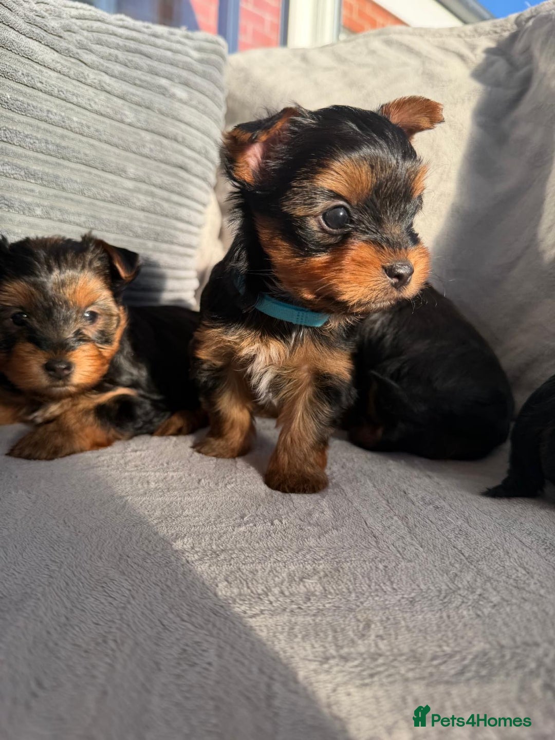 Yorkshire Terrier dogs for sale: Yorkshire Terrier puppies looking for new homes  - Advert 6