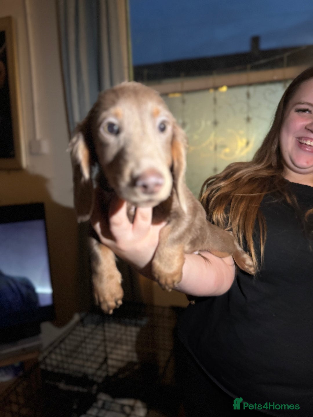 Dachshund dogs for sale: Long hair standard dachshund 💖💖 - Image 3