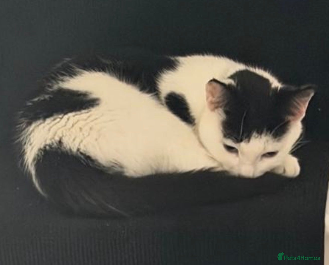 Mixed Breed cats for sale: Gorgeous Black & White Female Kitten  - Advert 8