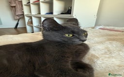 British Shorthair cats for sale: Beautiful Grey British Shorthair Cat  - Image 6