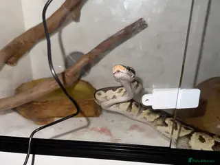 Python Snake reptiles Royal Python - Free to a good home - Advert 1