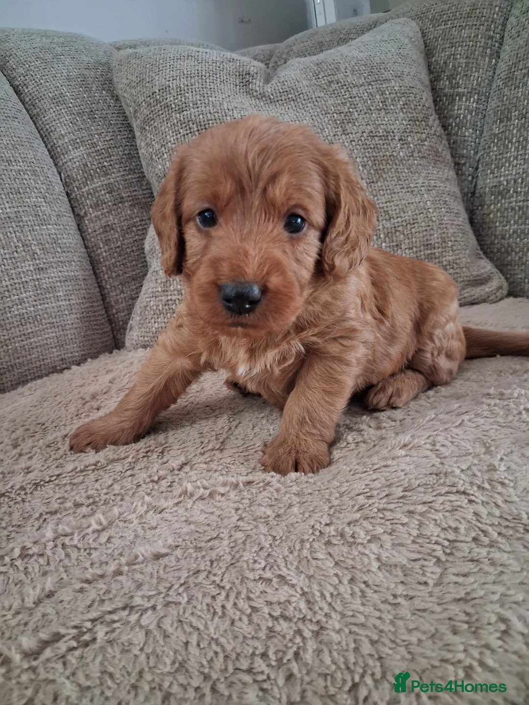 Australian Labradoodle dogs for sale: Miniature Australian labradoodles - Advert 2